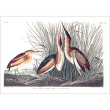 Load image into Gallery viewer, Least Bittern Print by John Audubon