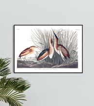 Load image into Gallery viewer, Least Bittern Print by John Audubon