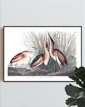 Load image into Gallery viewer, Least Bittern Print by John Audubon