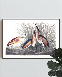 Least Bittern Print by John Audubon