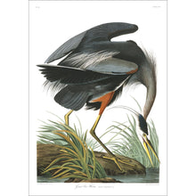 Load image into Gallery viewer, Great Blue Heron Print by John Audubon
