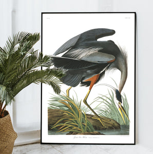 Great Blue Heron Print by John Audubon