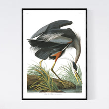 Load image into Gallery viewer, Great Blue Heron Print by John Audubon