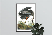 Load image into Gallery viewer, Great Blue Heron Print by John Audubon