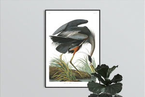 Great Blue Heron Print by John Audubon