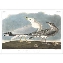 Load image into Gallery viewer, Common American Gull Print by John Audubon
