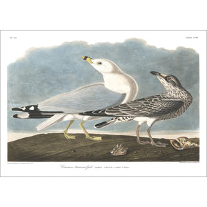 Common American Gull Print by John Audubon