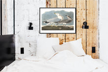 Load image into Gallery viewer, Common American Gull Print by John Audubon