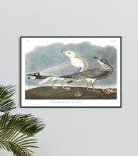 Load image into Gallery viewer, Common American Gull Print by John Audubon