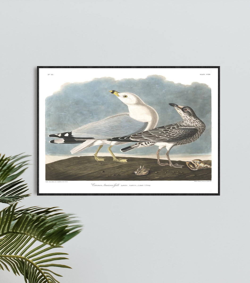Common American Gull Print by John Audubon