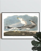 Load image into Gallery viewer, Common American Gull Print by John Audubon