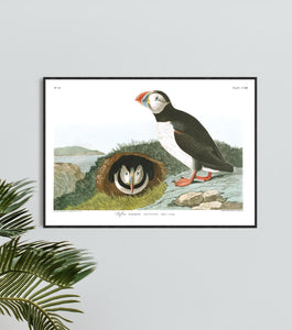 Puffin Print by John Audubon