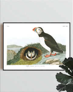 Puffin Print by John Audubon