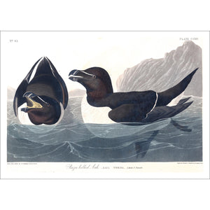 Razor Billed Auk Print by John Audubon