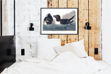Load image into Gallery viewer, Razor Billed Auk Print by John Audubon