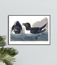 Load image into Gallery viewer, Razor Billed Auk Print by John Audubon