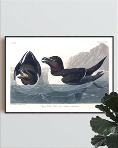 Razor Billed Auk Print by John Audubon