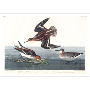 Hyperborean Phalarope Print by John Audubon