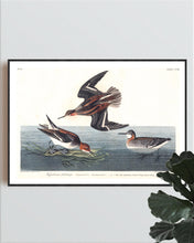 Load image into Gallery viewer, Hyperborean Phalarope Print by John Audubon