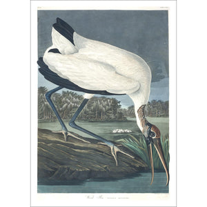 Wood Ibis Print by John Audubon