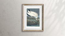 Load image into Gallery viewer, Wood Ibis Print by John Audubon
