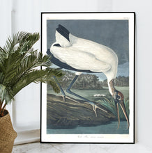 Load image into Gallery viewer, Wood Ibis Print by John Audubon