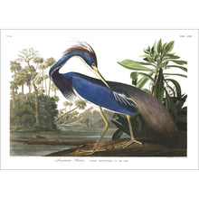 Load image into Gallery viewer, Louisiana Heron Print by John Audubon