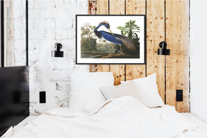 Louisiana Heron Print by John Audubon