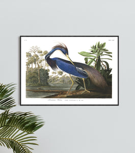 Louisiana Heron Print by John Audubon