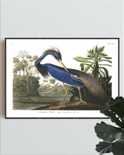 Load image into Gallery viewer, Louisiana Heron Print by John Audubon