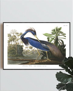 Louisiana Heron Print by John Audubon