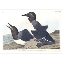 Load image into Gallery viewer, Foolish Guillemot Print by John Audubon