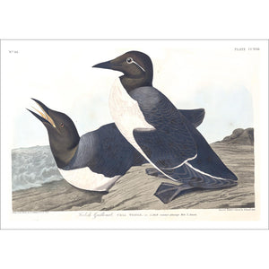 Foolish Guillemot Print by John Audubon