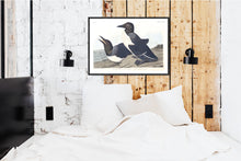 Load image into Gallery viewer, Foolish Guillemot Print by John Audubon