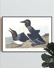 Load image into Gallery viewer, Foolish Guillemot Print by John Audubon