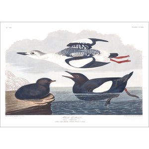 Black Guillemot Print by John Audubon