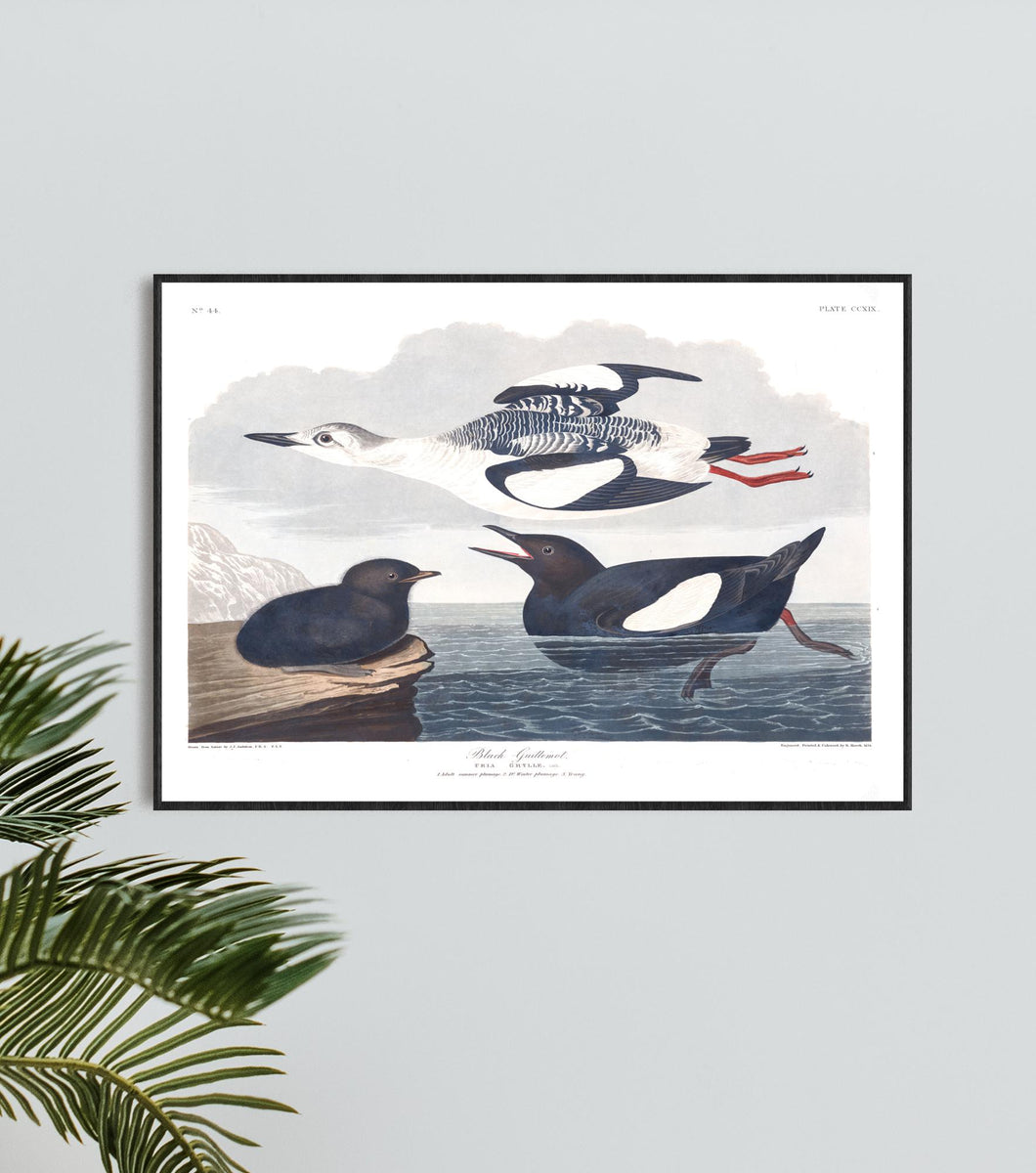 Black Guillemot Print by John Audubon