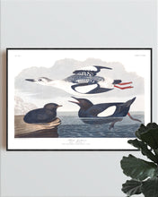 Load image into Gallery viewer, Black Guillemot Print by John Audubon