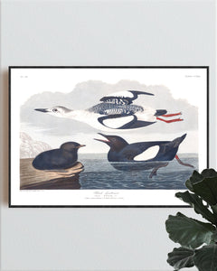 Black Guillemot Print by John Audubon