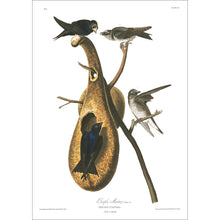 Load image into Gallery viewer, Purple Martin Print by John Audubon