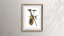 Load image into Gallery viewer, Purple Martin Print by John Audubon
