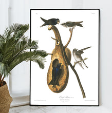 Load image into Gallery viewer, Purple Martin Print by John Audubon
