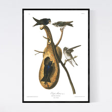 Load image into Gallery viewer, Purple Martin Print by John Audubon