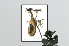 Load image into Gallery viewer, Purple Martin Print by John Audubon