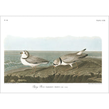 Load image into Gallery viewer, Piping Plover Print by John Audubon