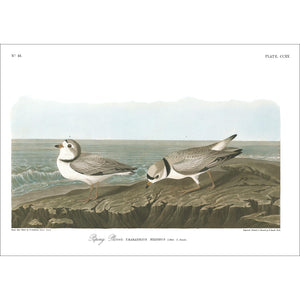 Piping Plover Print by John Audubon