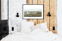 Load image into Gallery viewer, Piping Plover Print by John Audubon