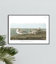 Load image into Gallery viewer, Piping Plover Print by John Audubon