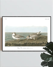 Load image into Gallery viewer, Piping Plover Print by John Audubon