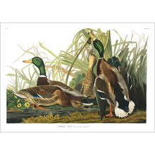Load image into Gallery viewer, Mallard Duck Print by John Audubon